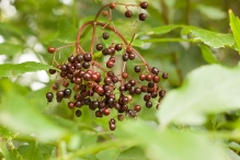 Harderbos tussen zomer en herfst