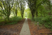 Harderbos tussen zomer en herfst