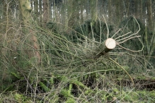 Harderbos