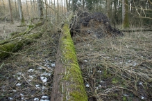 Harderbos