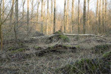 Harderbos