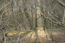 Harderbos