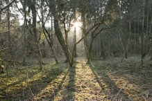 Harderbos