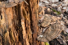 Harderbos
