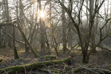 Harderbos