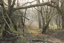 Harderbos