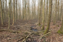 Harderbos