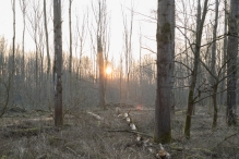 Harderbos