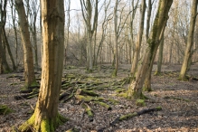 Harderbos