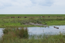 Strandgaperbeek