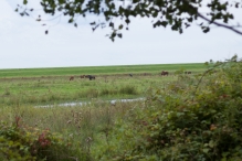 Strandgaperbeek