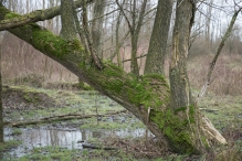Strandgaperbeek en Kievitslanden