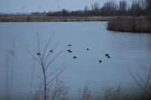 Strandgaperbeek en Kievitslanden