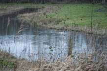 Strandgaperbeek en Kievitslanden