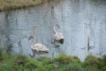 Strandgaperbeek en Kievitslanden
