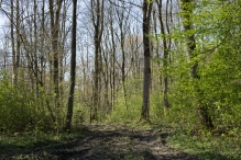 Voorjaar Biddingbos