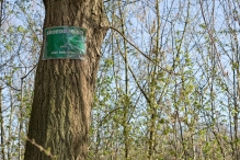 Voorjaar Biddingbos