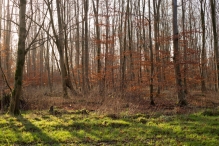 Biddinghuizen / diversen