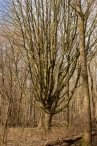 Harderbos