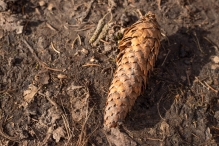 Harderbos
