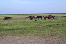 Wandelroute Strandgaperbeek