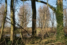 Dorpsbos Biddinghuizen