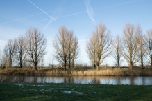 Dorpsbos Biddinghuizen