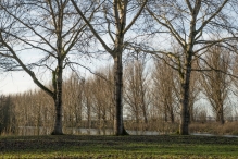 Dorpsbos Biddinghuizen