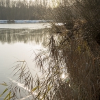 Dorpsbos Biddinghuizen