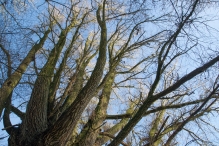 Dorpsbos Biddinghuizen