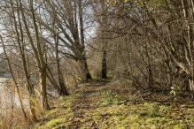 Dorpsbos Biddinghuizen