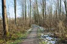 Dorpsbos Biddinghuizen