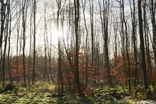 Dorpsbos Biddinghuizen