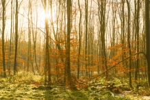 Dorpsbos Biddinghuizen