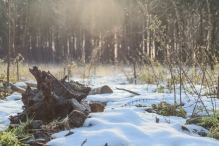 Dorpsbos Biddinghuizen