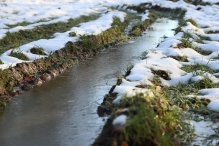 Dorpsbos Biddinghuizen