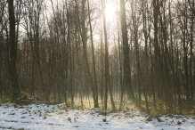 Dorpsbos Biddinghuizen