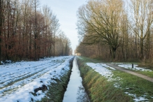 Dorpsbos Biddinghuizen