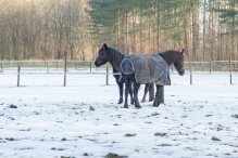 Dorpsbos Biddinghuizen