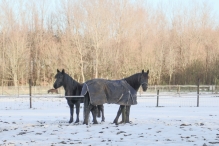 Dorpsbos Biddinghuizen