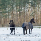 Dorpsbos Biddinghuizen