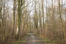 Dorpsbos Biddinghuizen