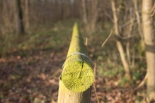 Dorpsbos Biddinghuizen