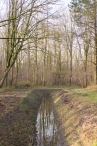 Dorpsbos Biddinghuizen