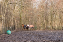 Dorpsbos Biddinghuizen