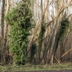 Dorpsbos Biddinghuizen