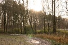 Dorpsbos Biddinghuizen