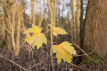 Dorpsbos Biddinghuizen