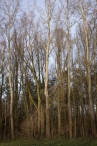 Dorpsbos Biddinghuizen