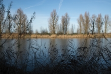 Dorpsbos Biddinghuizen